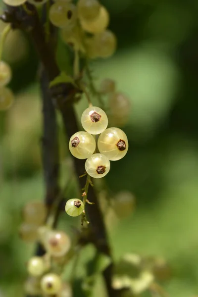 White Currant Blanka Berries Latin Name Ribes Rubrum Blanka — Stock Photo, Image