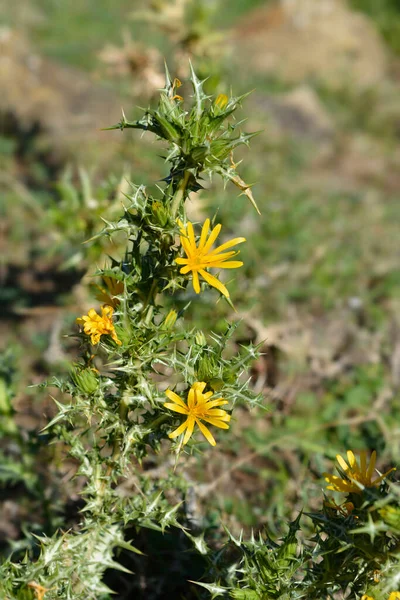 Common Golden Thistle Flower Bud Latin Name Scolymus Hispanicus — Stock Photo, Image