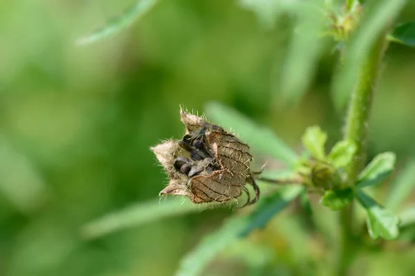 Bloem Van Een Uur Zaaddoos Latijnse Naam Hibiscus Trionum — Stockfoto