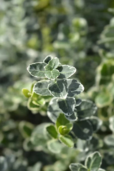 Wintercreeper Emerald Gaiety Nome Latino Euonymus Fortunei Emerald Gaiety — Fotografia de Stock