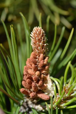 Cüce çam ağacı Mughus - Latince adı - Pinus mugo Mughus