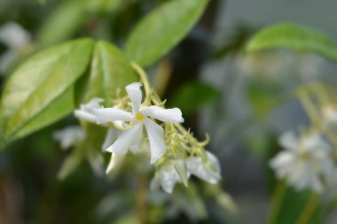 Yıldız yasemini - Latince adı - Trachelospermum jasminoides