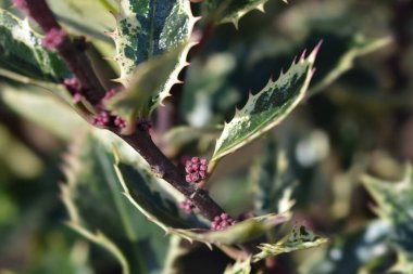 Holly Ingramii çiçek tomurcukları - Latince adı Ilex aquifolium Ingramii