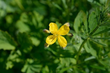 Daha büyük celandin - Latince adı - Chelidonium majus