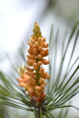 Doğu beyaz çam - Latince adı - Pinus strobus
