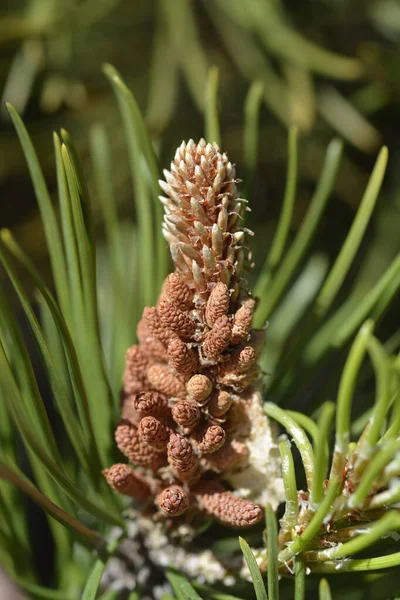 Dwarf Mountain Pine Mughus Latin Name Pinus Mugo Mughus — Stock Photo, Image