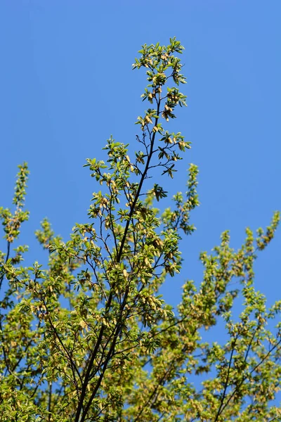 Topo Árvore Choupo Comum Nome Latino Carpinus Betulus — Fotografia de Stock