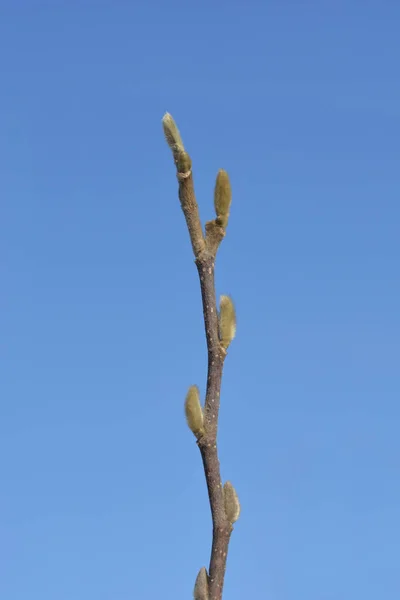 Magnolia Estrela Ramo Lírio Água Com Botões Flor Nome Latino — Fotografia de Stock