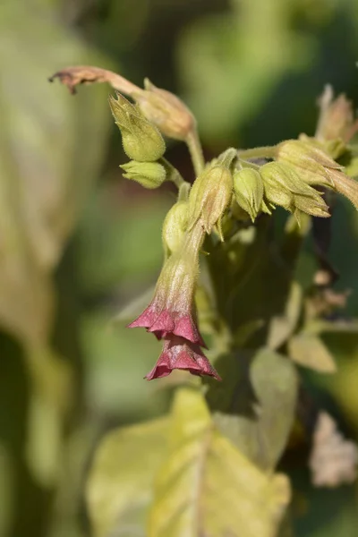 Tabaco Cultivado Flores Rosa Nome Latino Nicotiana Tabacum — Fotografia de Stock