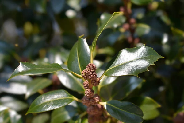 Rama Common Holly Nombre Latín Ilex Aquifolium —  Fotos de Stock