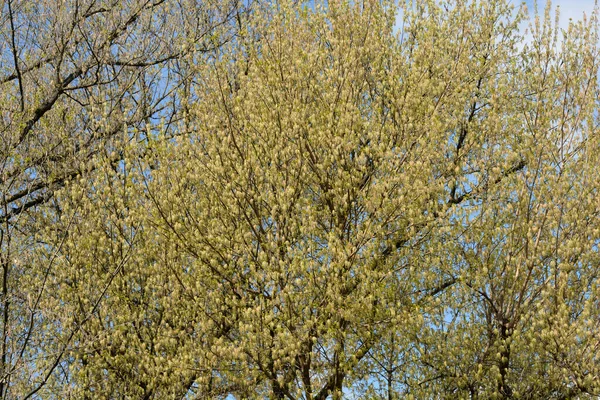 Boxelder Esdoorn Latijnse Naam Acer Negundo — Stockfoto