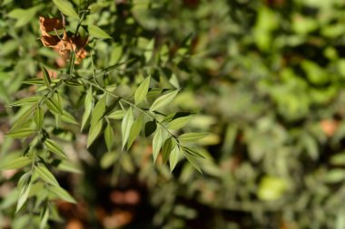 Dikenli kasap süpürgesi yaprakları - Latince adı - Ruscus aculeatus