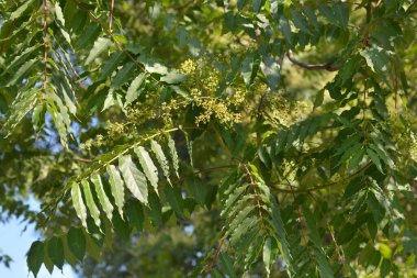 Cennet Ağacı - Latince adı - Ailanthus altissima