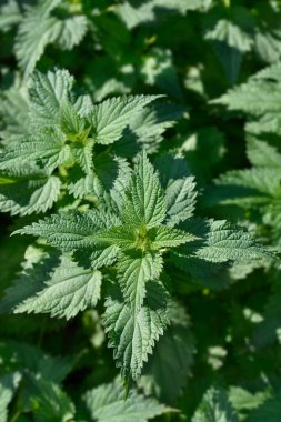 Yaygın Nettle yaprakları - Latince adı - Urtica dioica