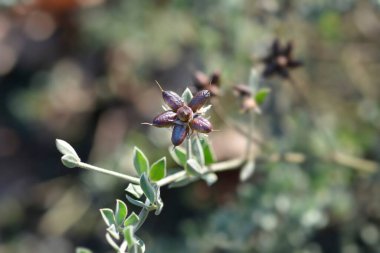 Kıllı yonca tohumları - Latince adı Dorycnium hirsutum