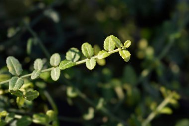 Wintercreeper Minimus şubesi - Latince adı - Euonymus fortune ei Minimus