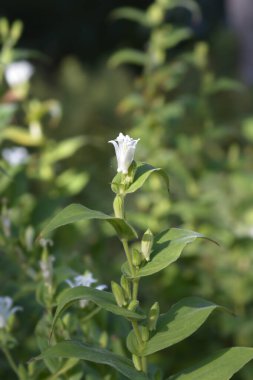 Kıllı zambak çiçeği - Latince adı - Tricyrtis hirta