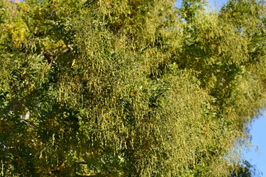 Japon pagoda ağacı - Latince adı - Sophora japonica