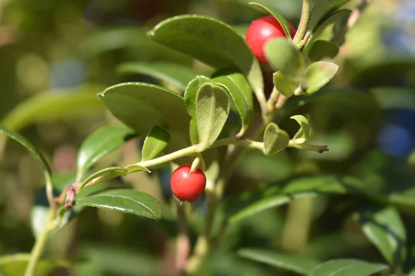 Lingonberry Fireballs Latin Name Vaccinium Vitis Idaea Fireballs — Stock Photo, Image