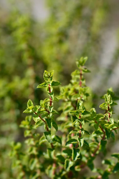 Balearic Johns Wort 라틴어 Hypericum Balearicum — 스톡 사진