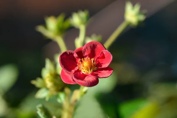 Strawberry Toscana Pink Flower Latin Name Fragaria Ananassa Toscana — Stock Photo, Image