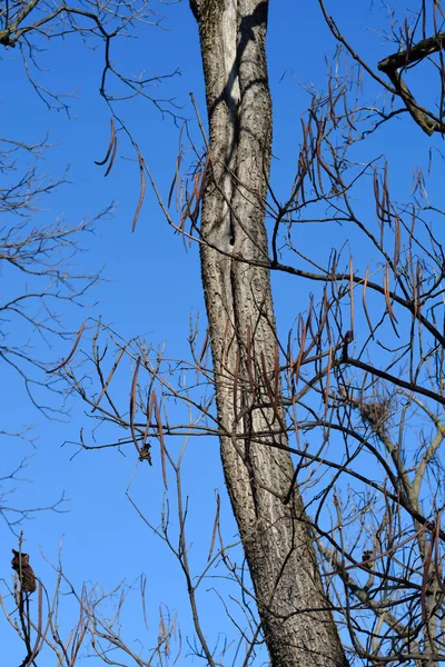 Ramas Desnudas Catalpa Común Con Vainas Semillas Nombre Latino Catalpa —  Fotos de Stock