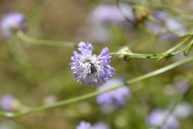 Transilvanya kırışıklığı - Latince adı - Cephalaria transylvanica