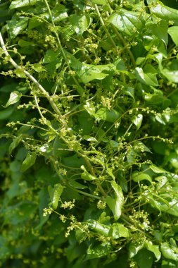 Siyah bryony - Latince adı - Dioscorea Communis (Tamus communis)