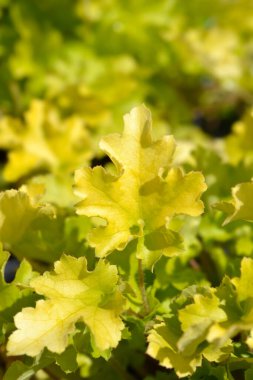 Coral Bells Lime Marmelade Latince adı Heuchera Lime Marmelade