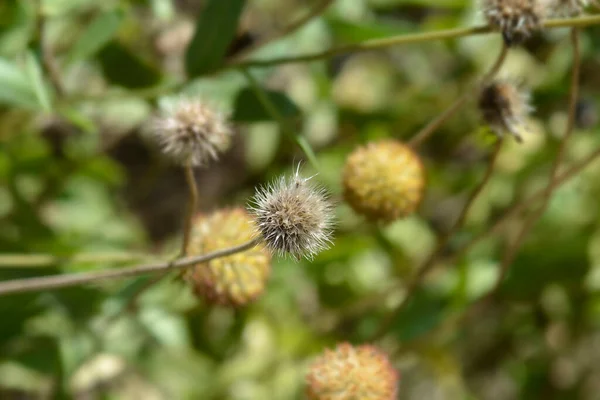 Blanket Flower Seed Head Latin Name Gaillardia Hybrids — Stock Photo, Image