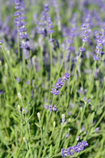 Esencia Común Lavanda Flores Púrpuras Nombre Latino Lavandula Angustifolia Esencia —  Fotos de Stock