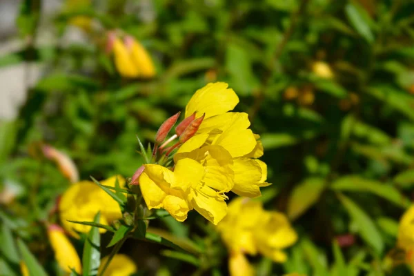 Primula Sera Foglia Stretta Nome Latino Oenothera Fruticosa — Foto Stock