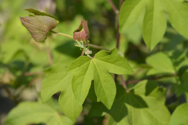 Λευκασμένα Βαμβακερά Φύλλα Και Μπουμπούκια Φλόου Λατινική Ονομασία Gossypium Herbaceum — Φωτογραφία Αρχείου