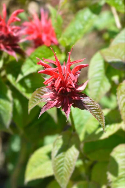 Bee Balm Cambridge Scarlet Latin Name Monarda Cambridge Scarlet — Stock Photo, Image