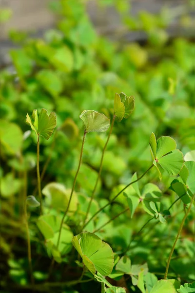 Чотири Листочки Pepperwort Латинська Назва Marsilea Quadrifolia — стокове фото