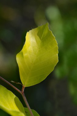 Beech Dawyck Gold Latince adıyla Fagus Sylvatica Dawyck Gold 'dan ayrılıyor.