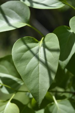 Leylak Madam Lemoine Latince adı 