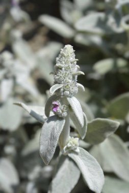Kuzu kulakları Gümüş Halı Latin adı Stachys Bizans Gümüş Halı
