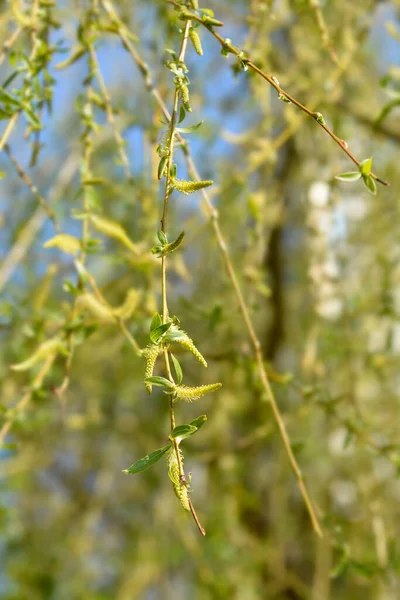 Oddział Golden Weeping Willow Łacińska Nazwa Salix Alba Subsp Witellina — Zdjęcie stockowe