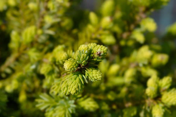 Serbian Spruce New Leaves Latin Name Picea Omorika — Stock Photo, Image