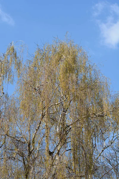 Common Birch Tree Top Latin Name Betula Pendula — Stock Photo, Image