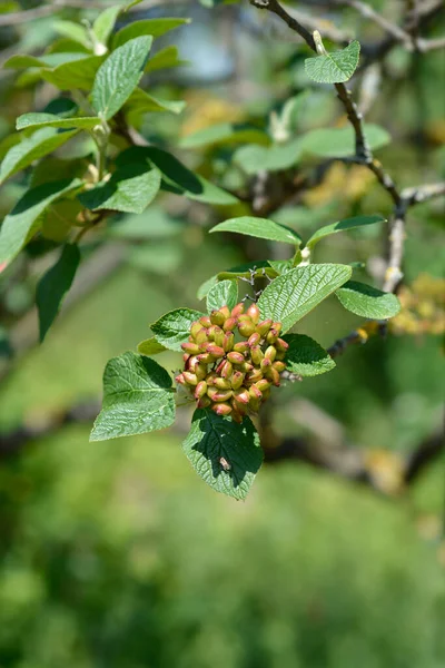 Vägande Trädfrukt Latinskt Namn Viburnum Lantana — Stockfoto