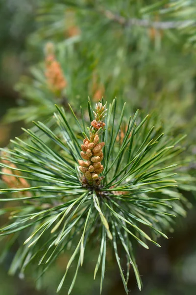 Östra Vit Tall Latinskt Namn Pinus Strobus — Stockfoto