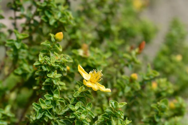 Balearerna Johannesört Latinskt Namn Hypericum Balearicum — Stockfoto