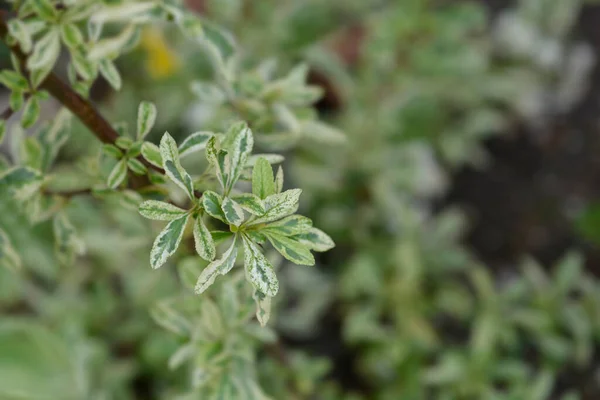 杂交种火刺Harlequin 拉丁文名称 Pyracantha Coccinea Harlequin — 图库照片