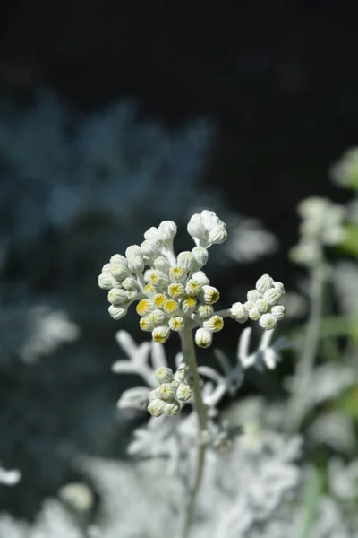 Silver Ragwort Flower Buds Латинское Название Jacobaea Maritima Senecio Cineraria — стоковое фото