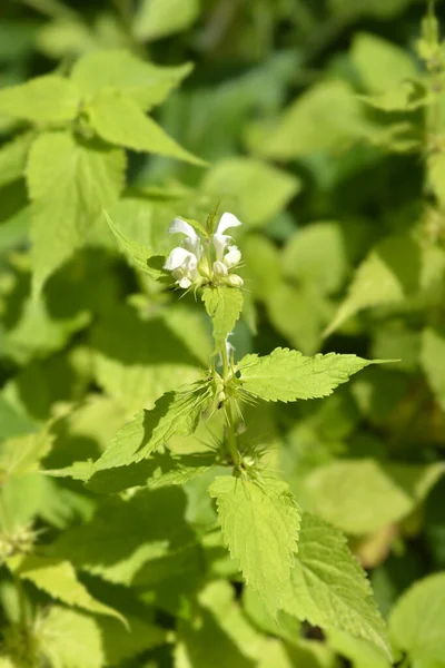 Archanioł Biały Łacińska Nazwa Lamium Album — Zdjęcie stockowe