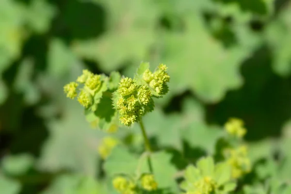 Dámský Plášť Latinský Název Alchemilla Colorata Alchemilla Cinerea — Stock fotografie