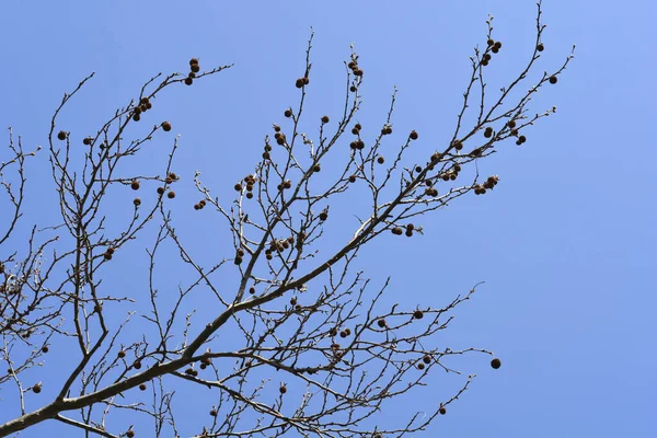 Londra Uçağı Mavi Gökyüzüne Karşı Dallanır Latince Adı Platanus Hispanica — Stok fotoğraf