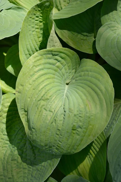 Liście Lilii Zwyczajnej Łacińska Nazwa Hosta Sieboldiana Elegans — Zdjęcie stockowe